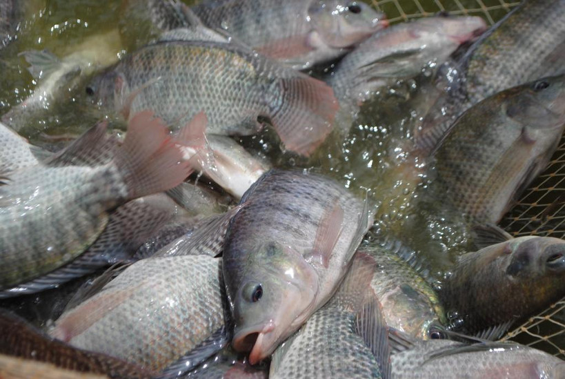 Image de Tilapia